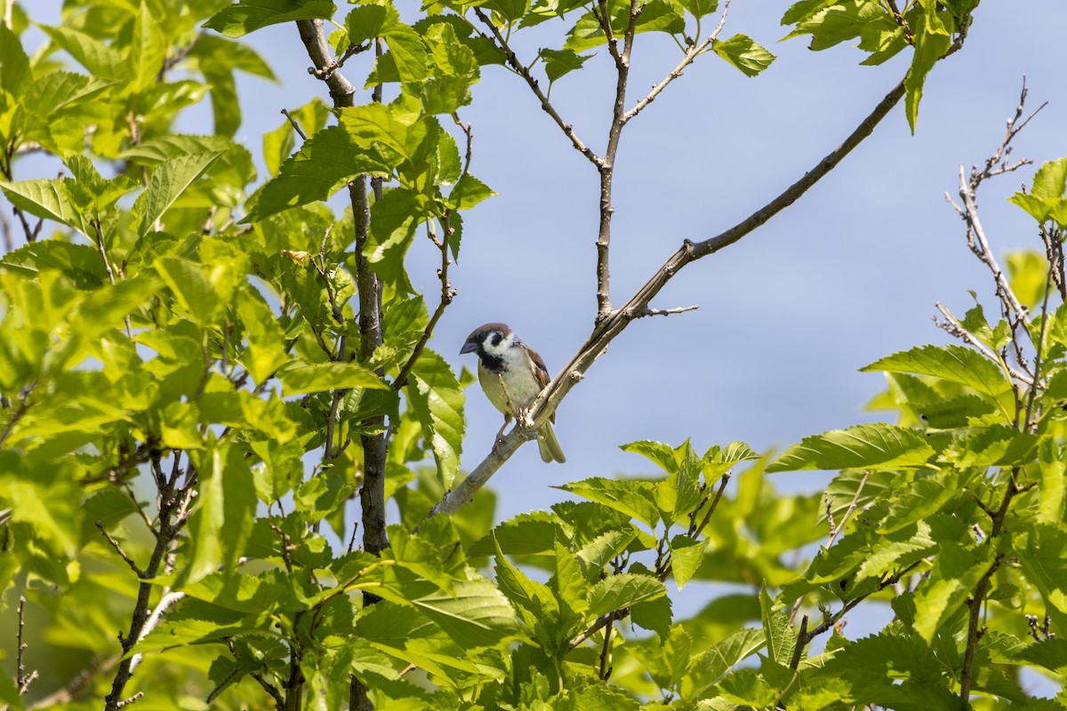 Eurasian Tree Sparrow - ML620656385