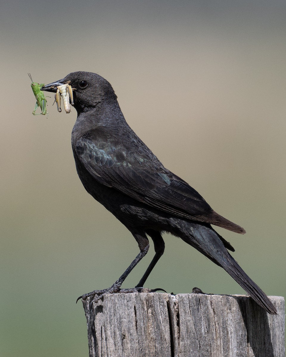 Brewer's Blackbird - ML620656393