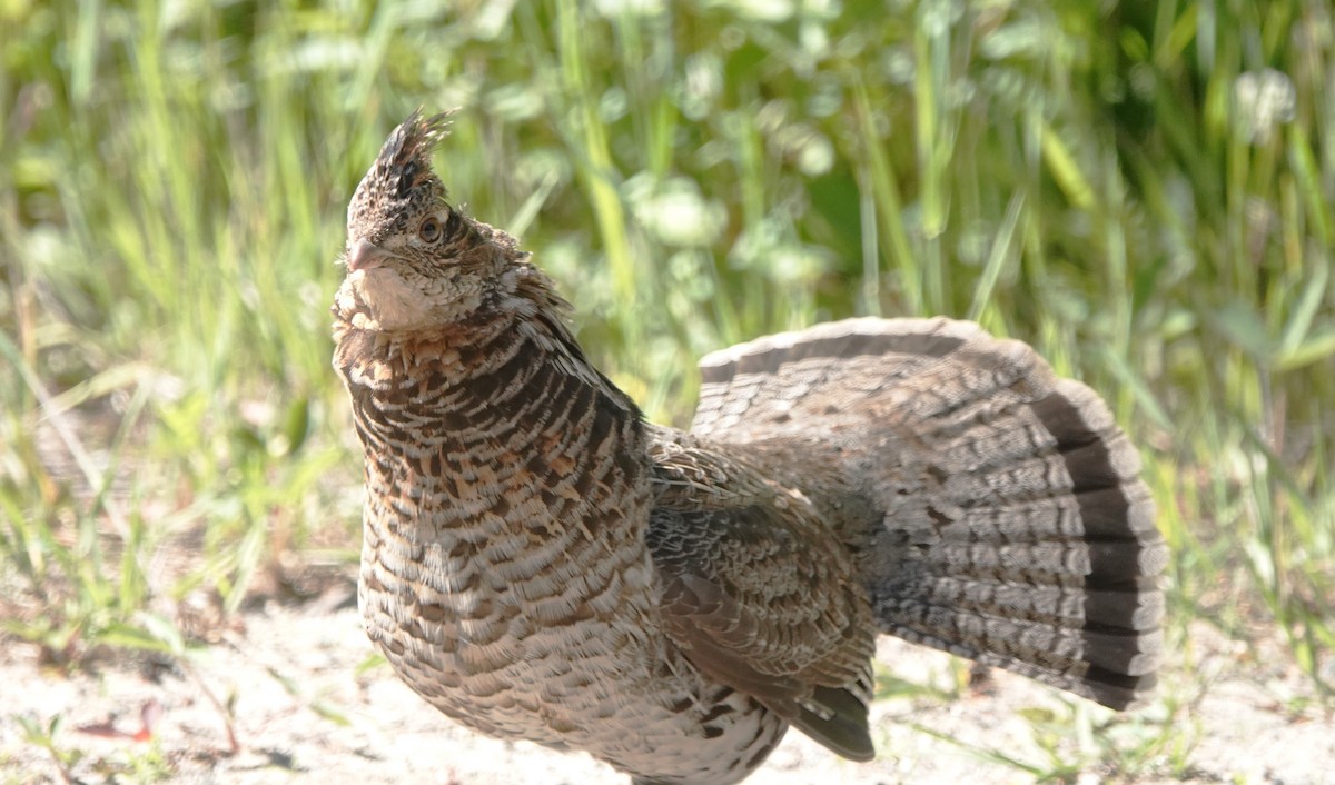 Ruffed Grouse - ML620656395