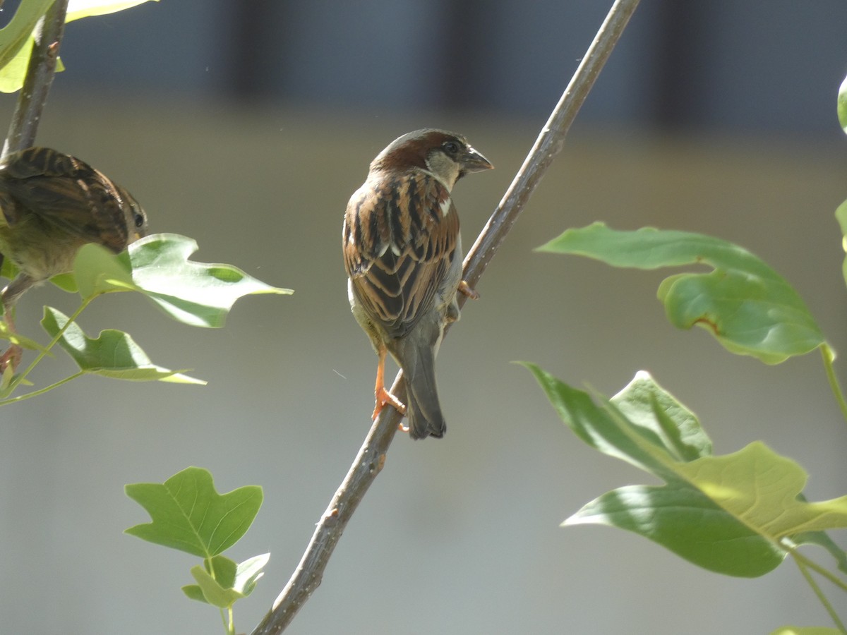 House Sparrow - ML620656396