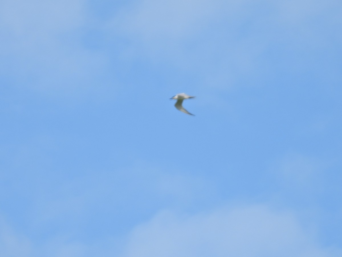 Gull-billed Tern - ML620656398