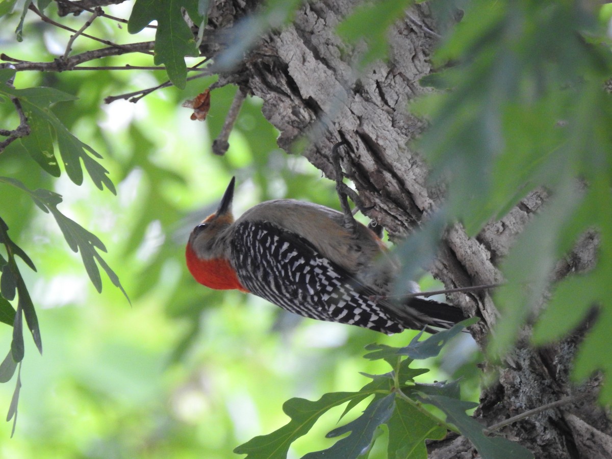Red-bellied Woodpecker - ML620656399