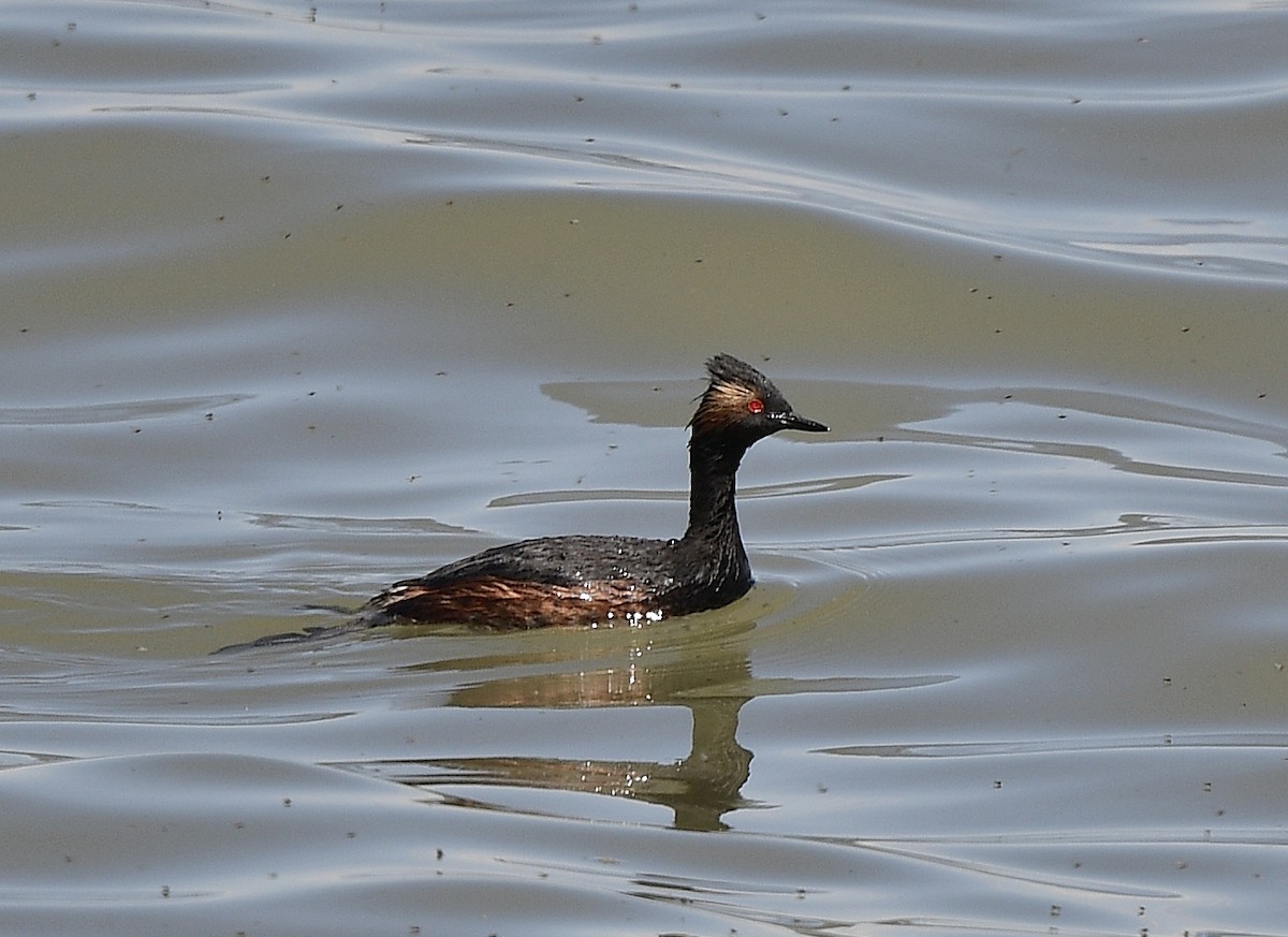 Eared Grebe - ML620656400