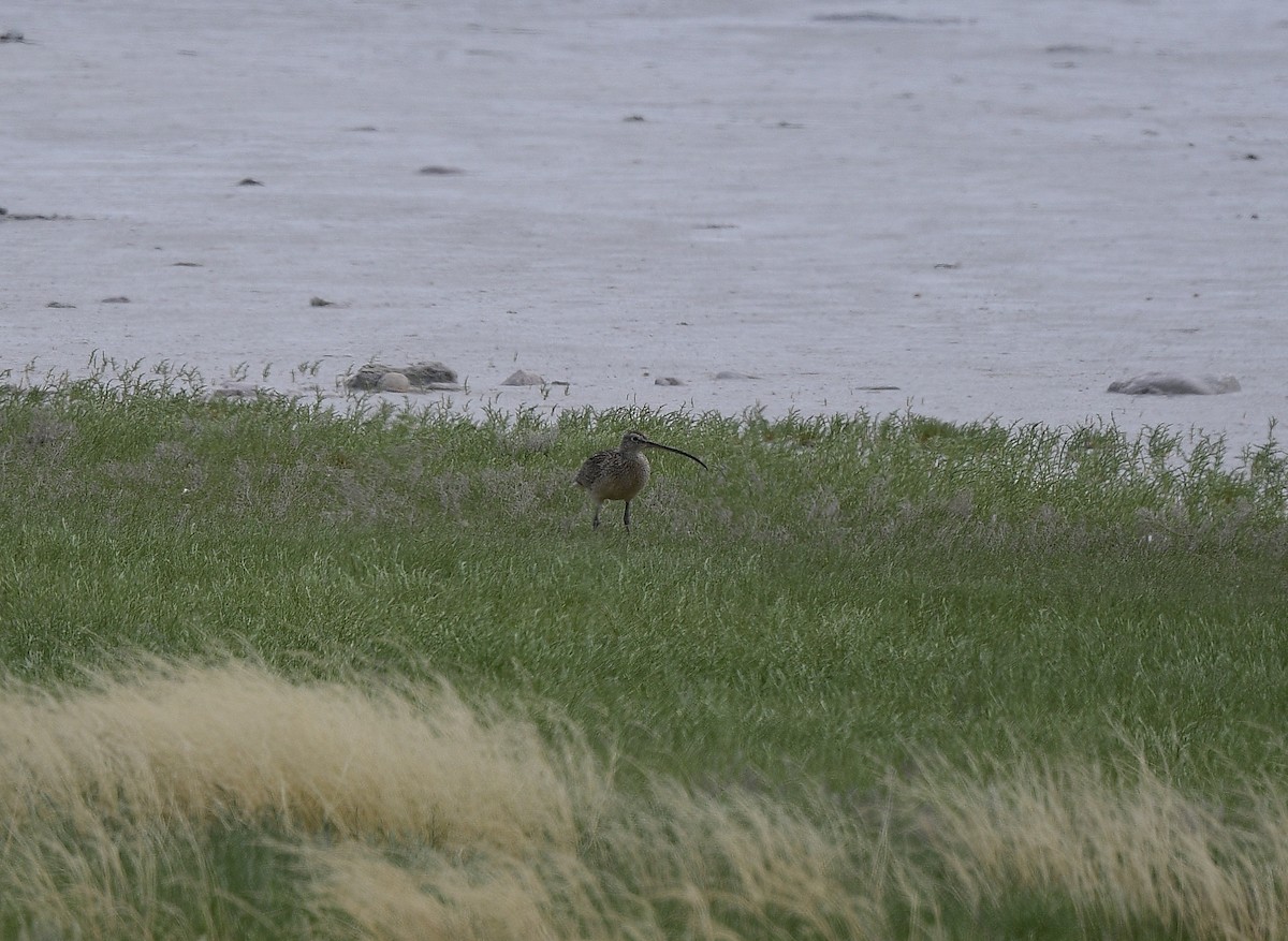 Long-billed Curlew - ML620656404