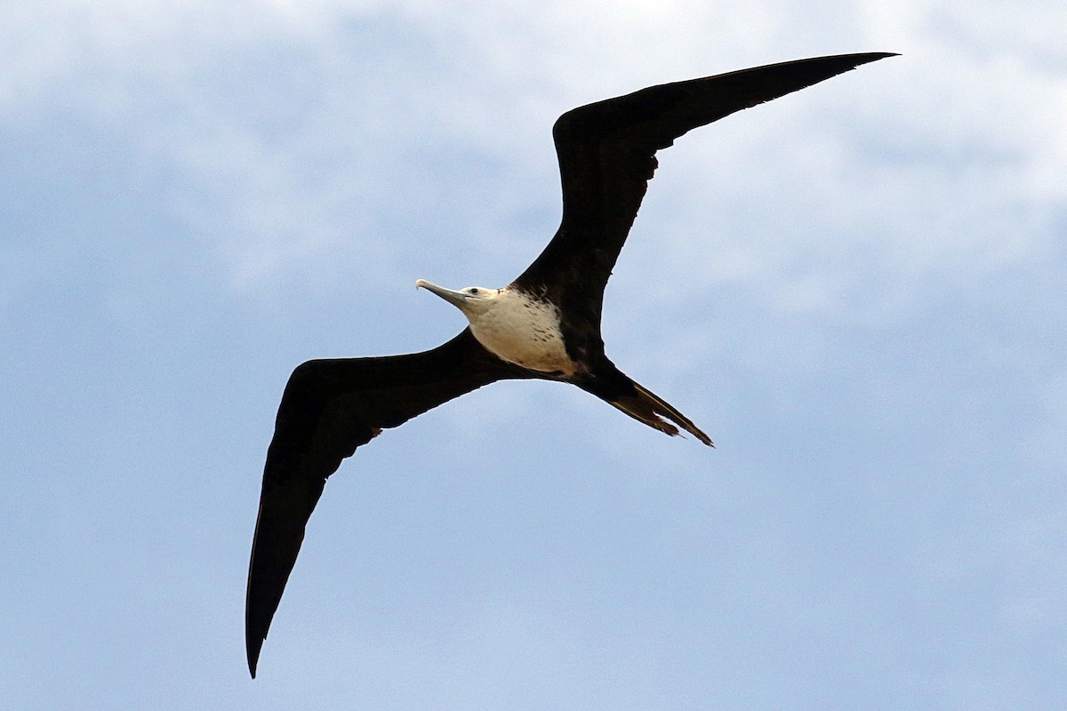 Magnificent Frigatebird - ML620656406