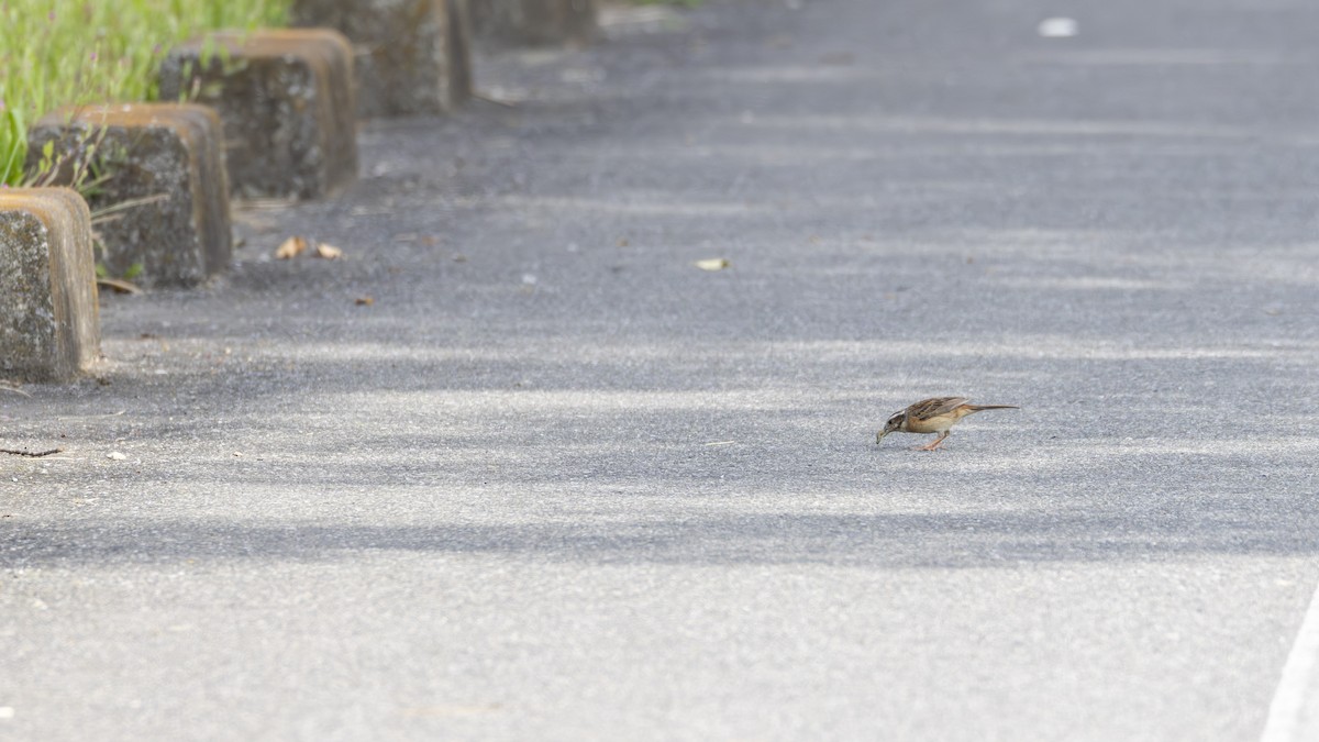 Meadow Bunting - ML620656410