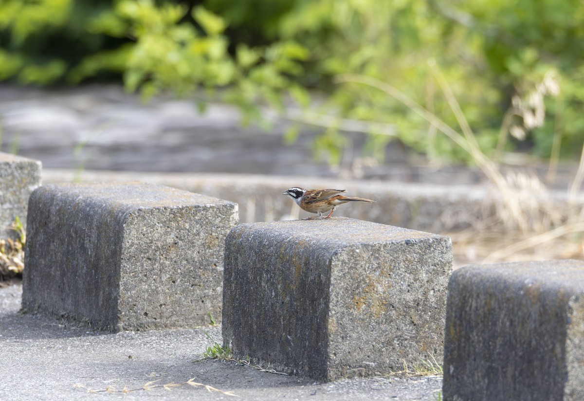 Meadow Bunting - ML620656411