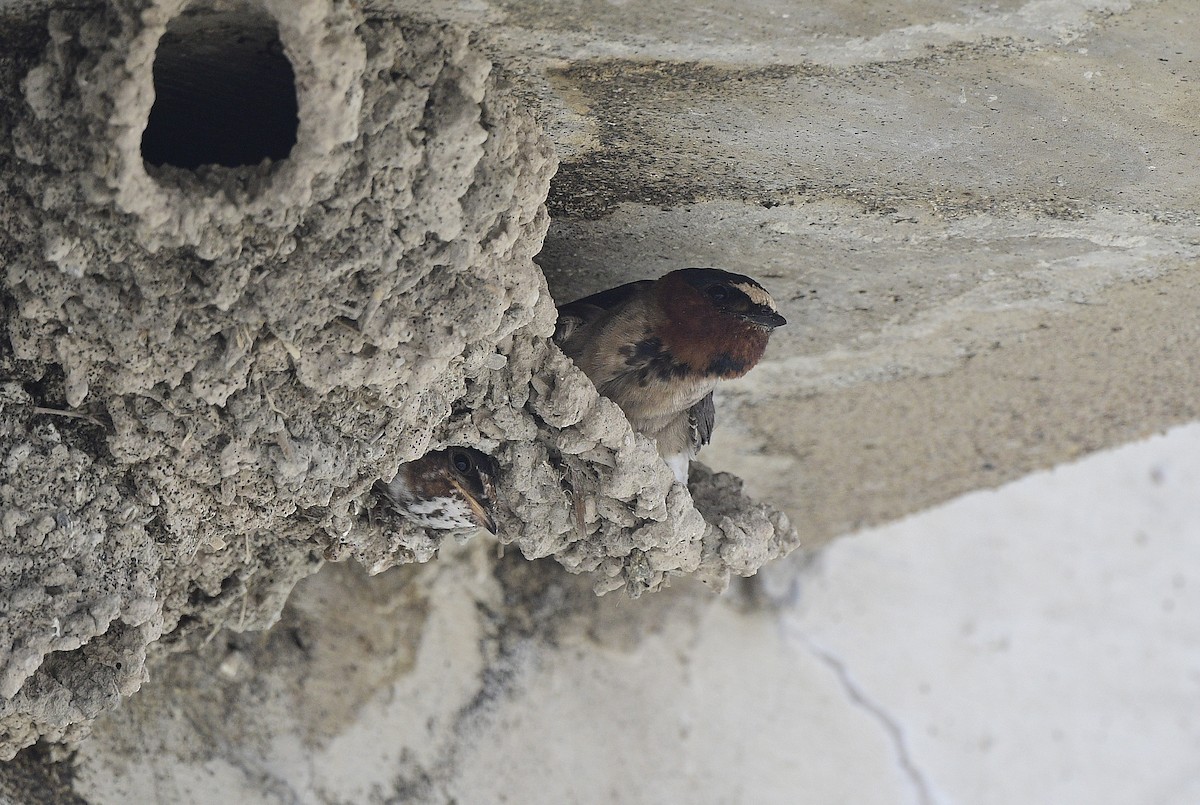 Cliff Swallow - ML620656418