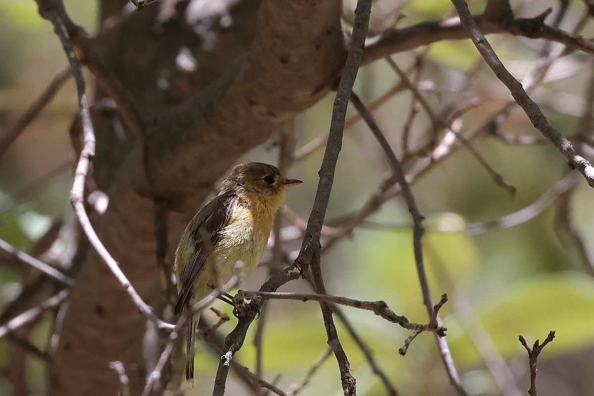 Buff-breasted Flycatcher - ML620656421