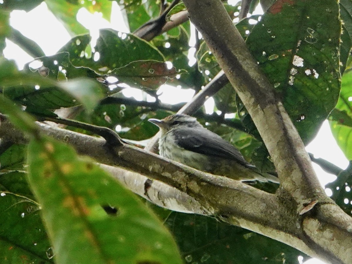 Equatorial Graytail - ML620656433