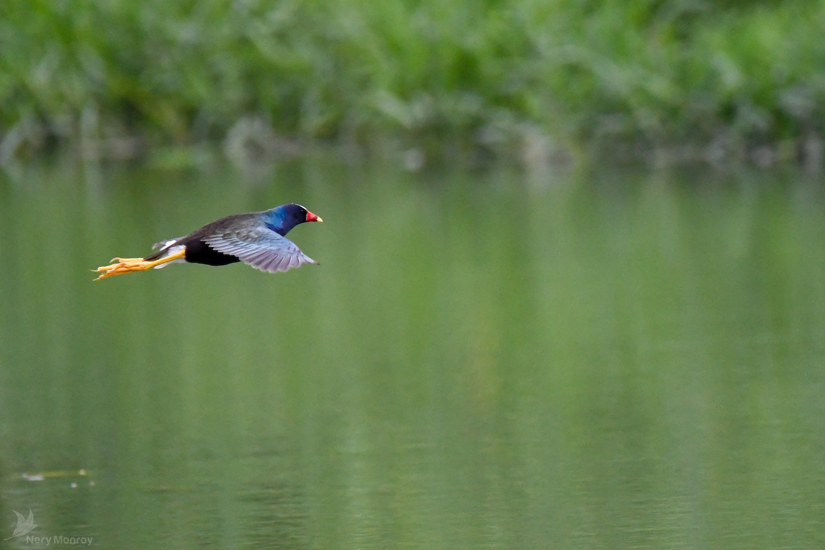 Purple Gallinule - Nery Monroy