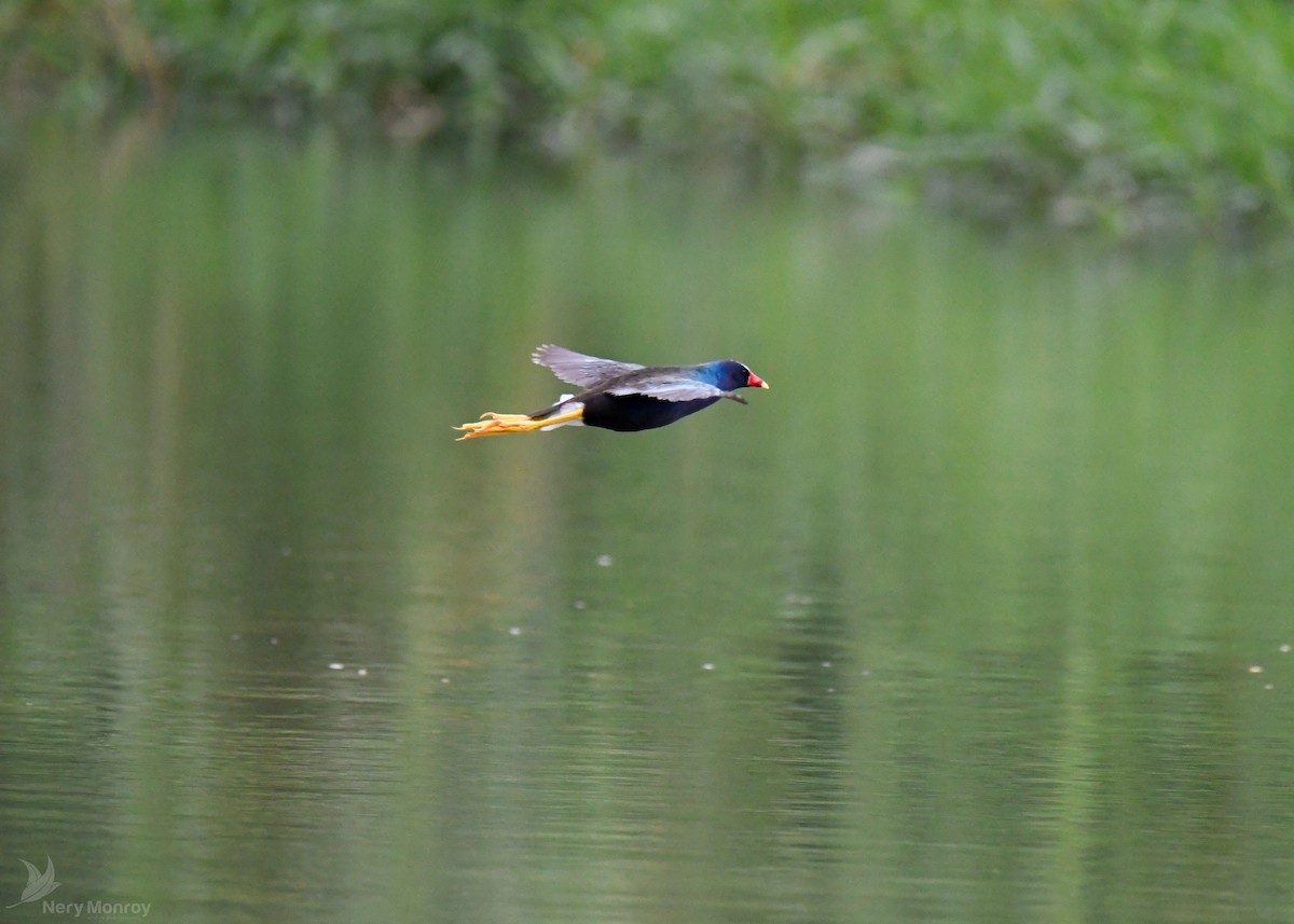 Purple Gallinule - ML620656446