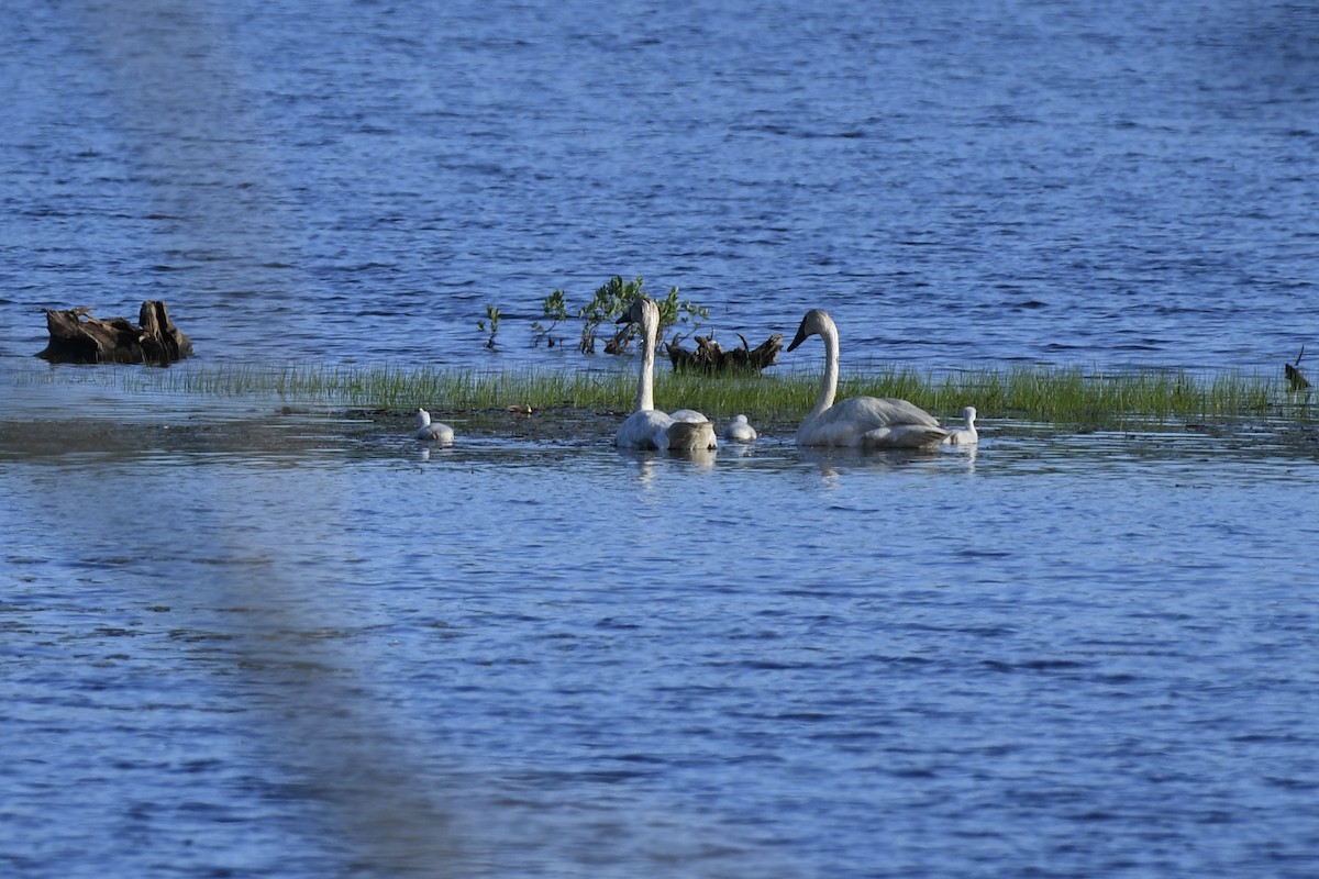 Trumpeter Swan - James White