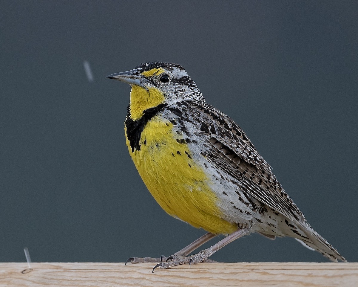 Western Meadowlark - ML620656457