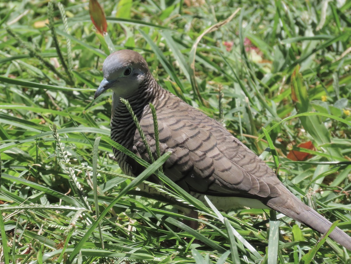 Zebra Dove - ML620656459