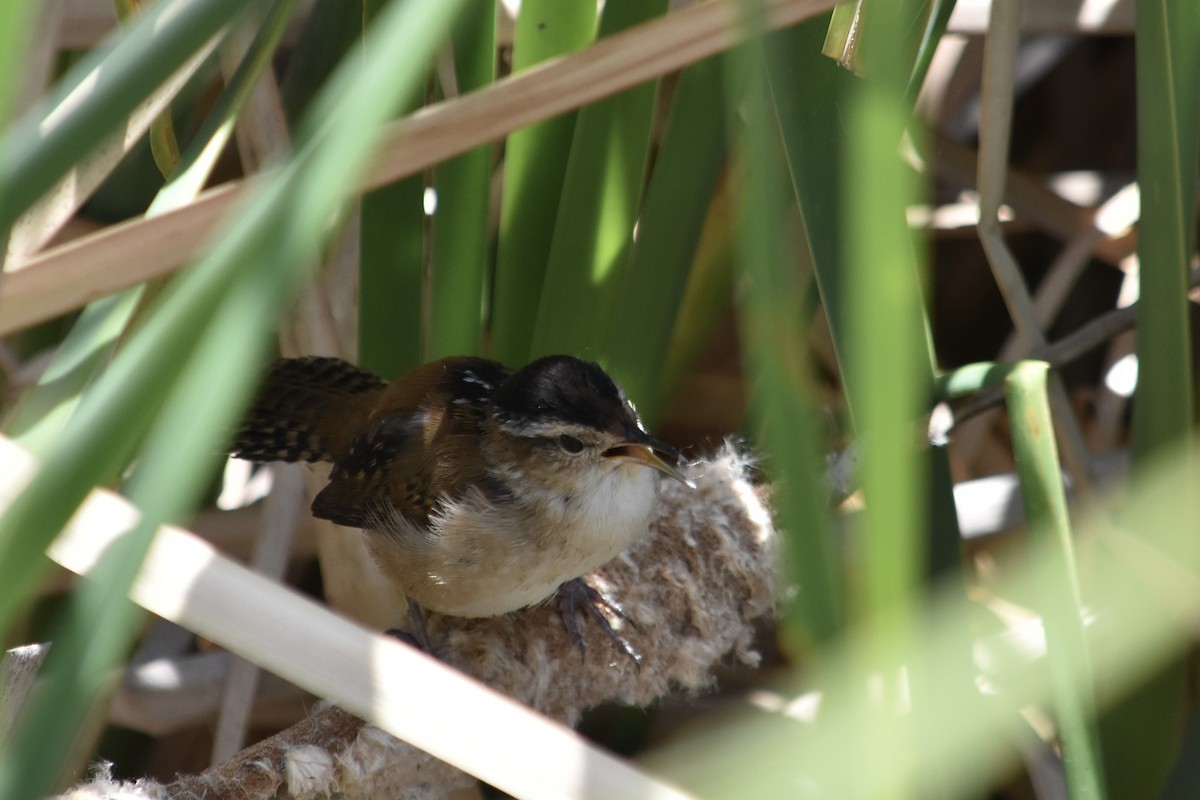 Marsh Wren - ML620656460