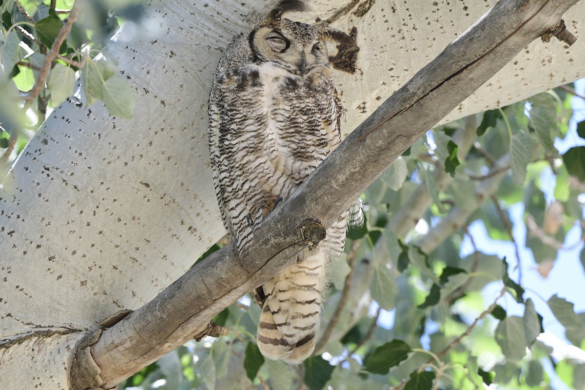 Great Horned Owl - ML620656461