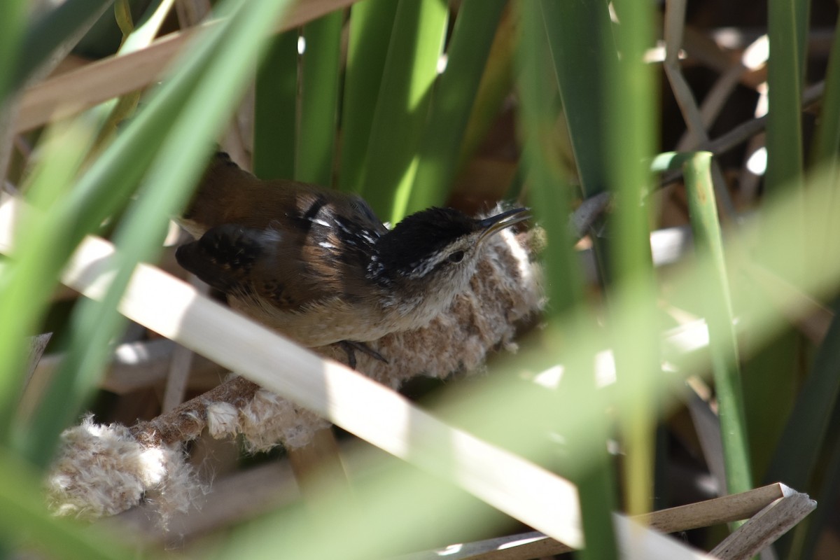 Marsh Wren - ML620656463