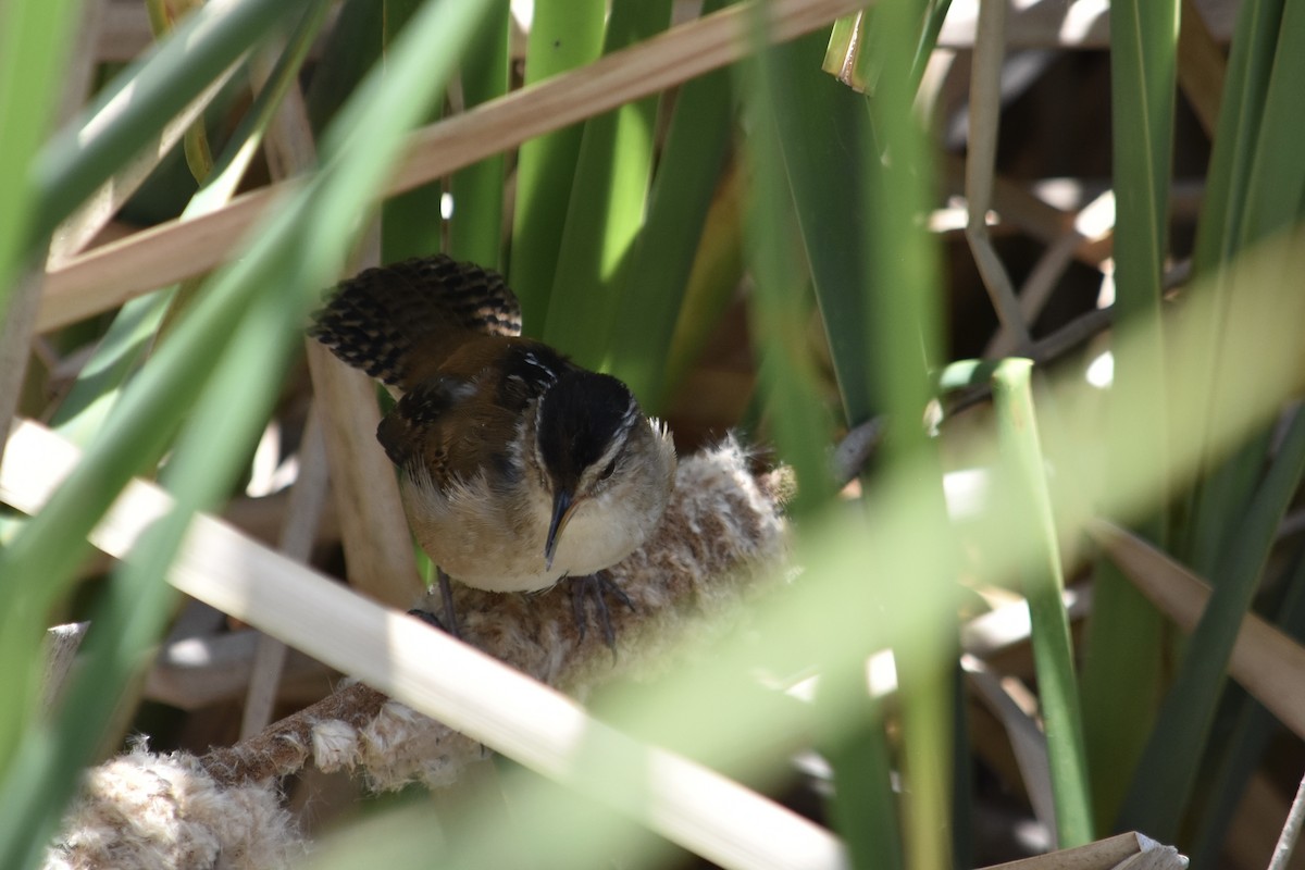 Marsh Wren - ML620656464