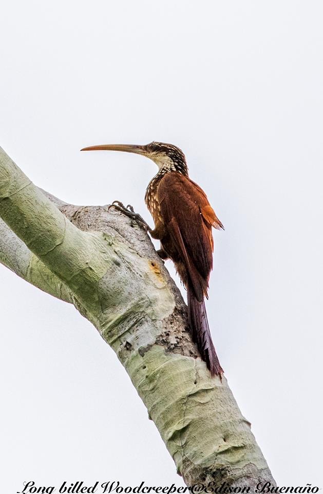 Long-billed Woodcreeper - ML620656466