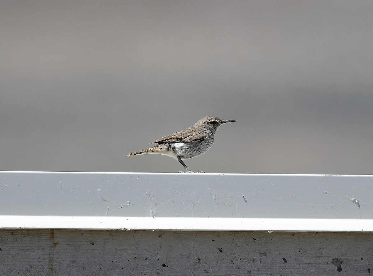 Rock Wren - ML620656472