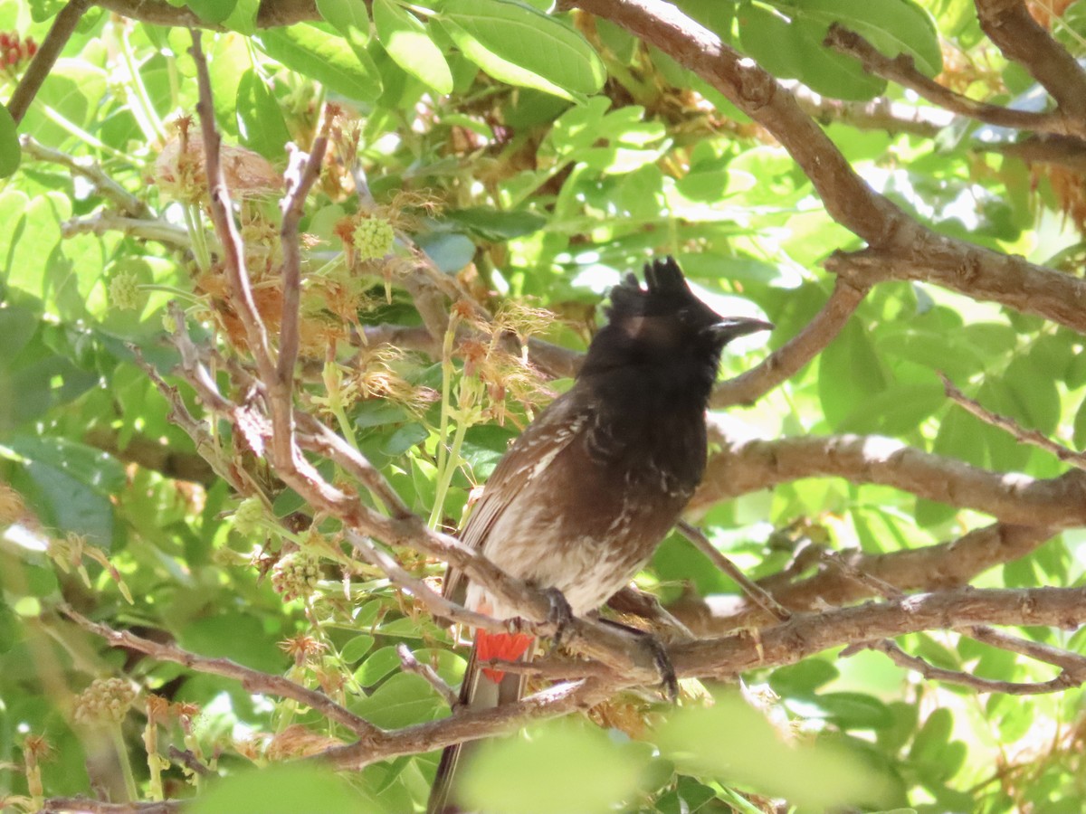 Red-vented Bulbul - ML620656473