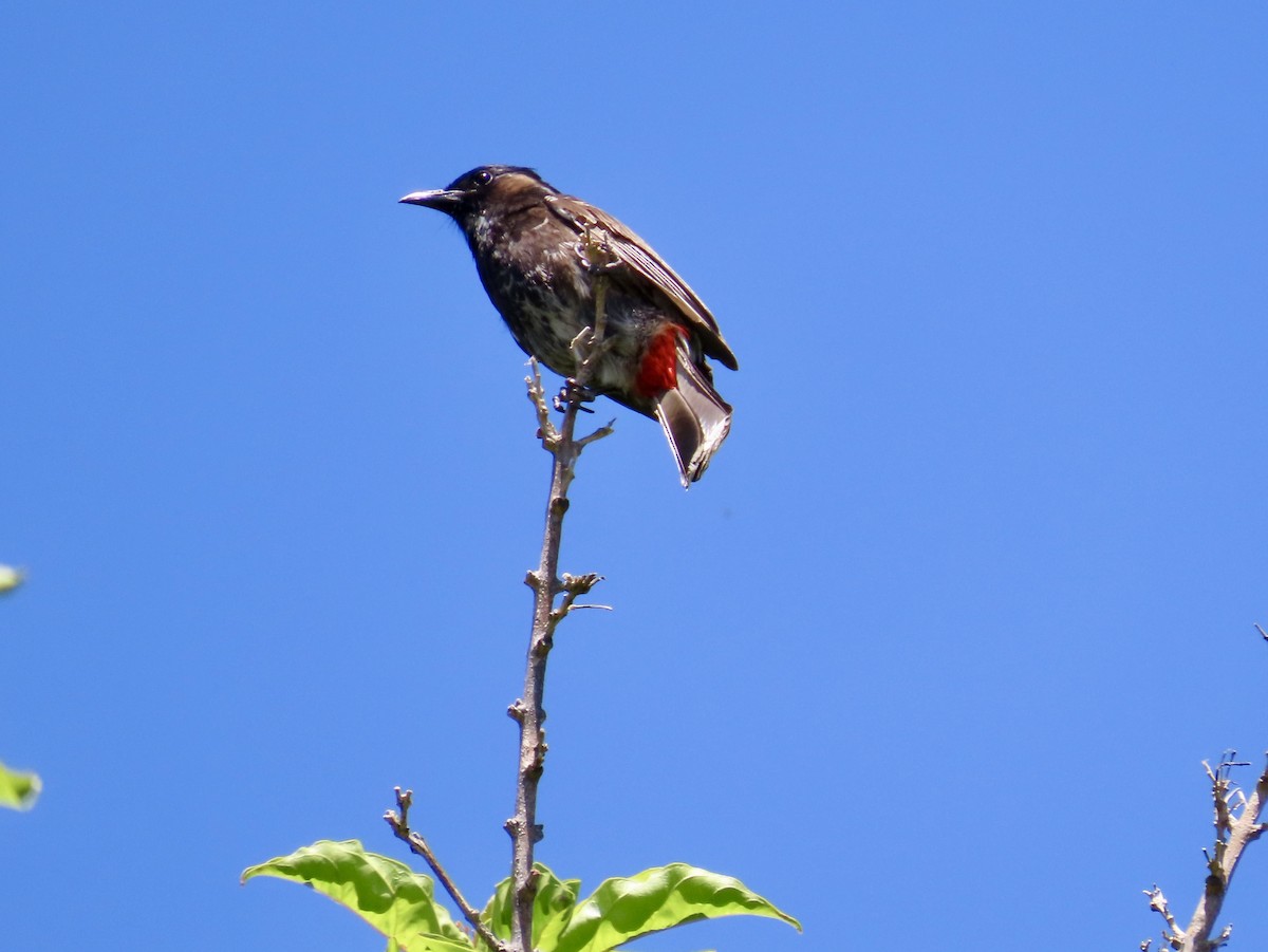 Red-vented Bulbul - ML620656474