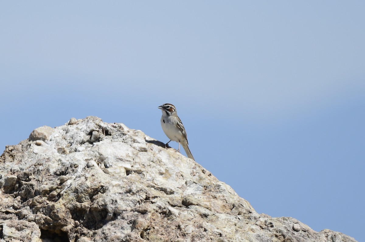 Lark Sparrow - ML620656476