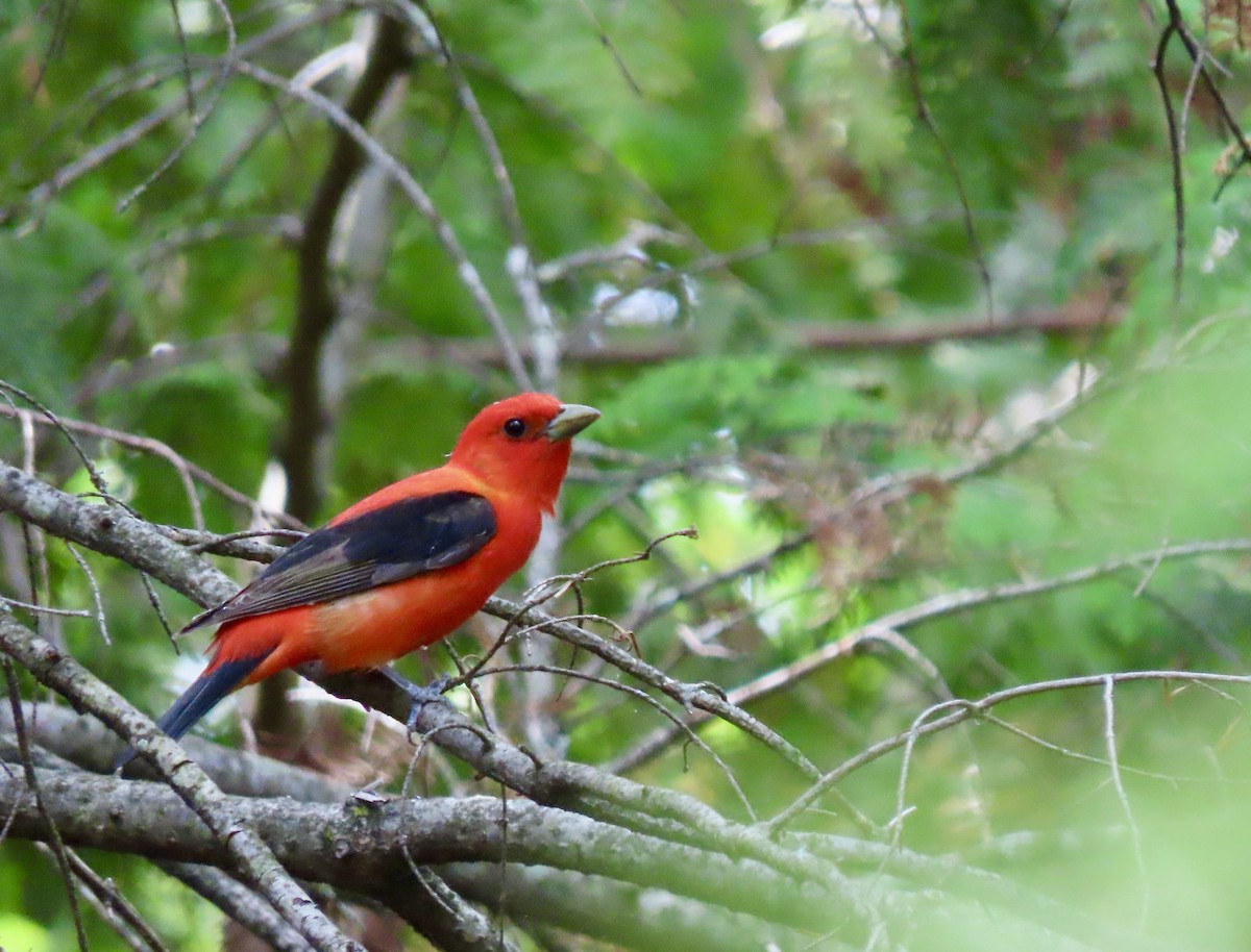 Scarlet Tanager - ML620656478