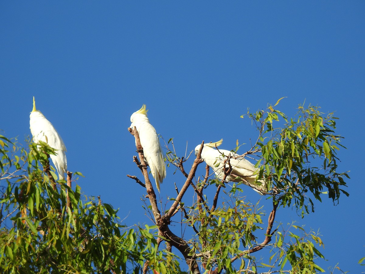 Sulphur-crested Cockatoo - ML620656480