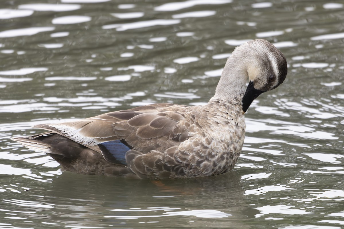 Eastern Spot-billed Duck - ML620656482