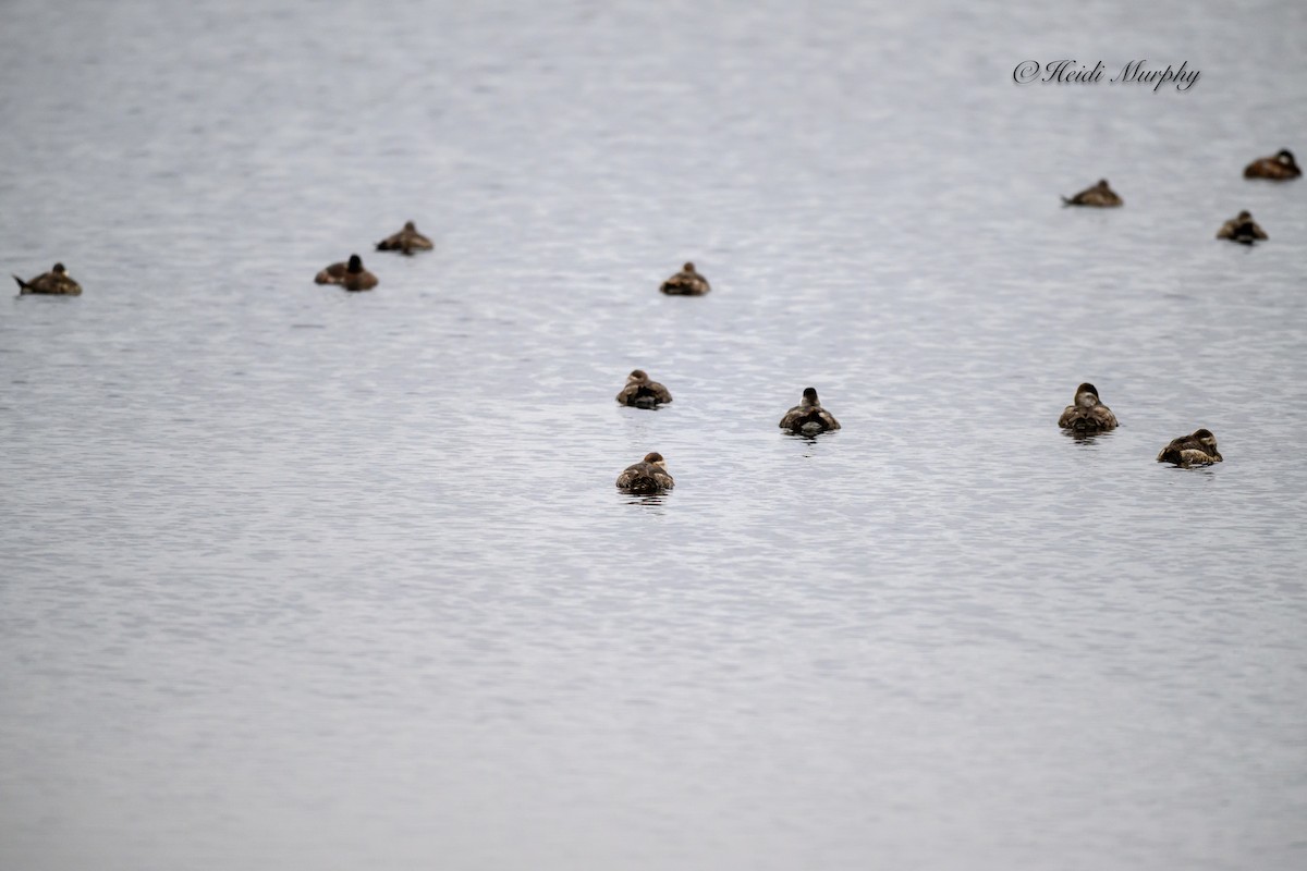 Ruddy Duck - ML620656483