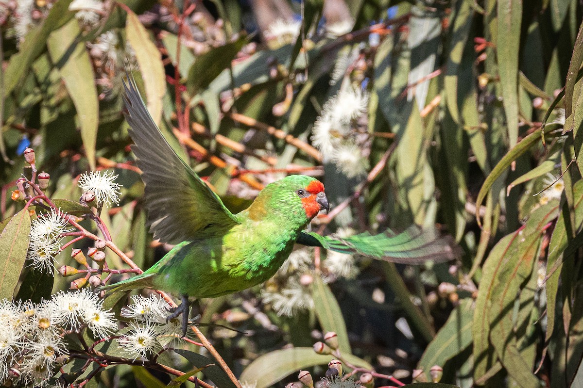 ヒメジャコウインコ - ML620656491