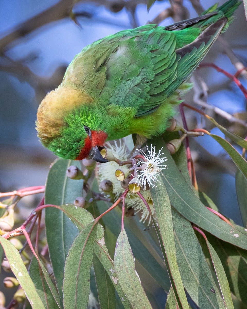 ヒメジャコウインコ - ML620656496