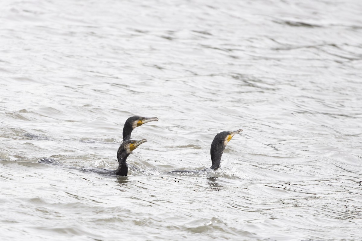 Great Cormorant (Eurasian) - ML620656500