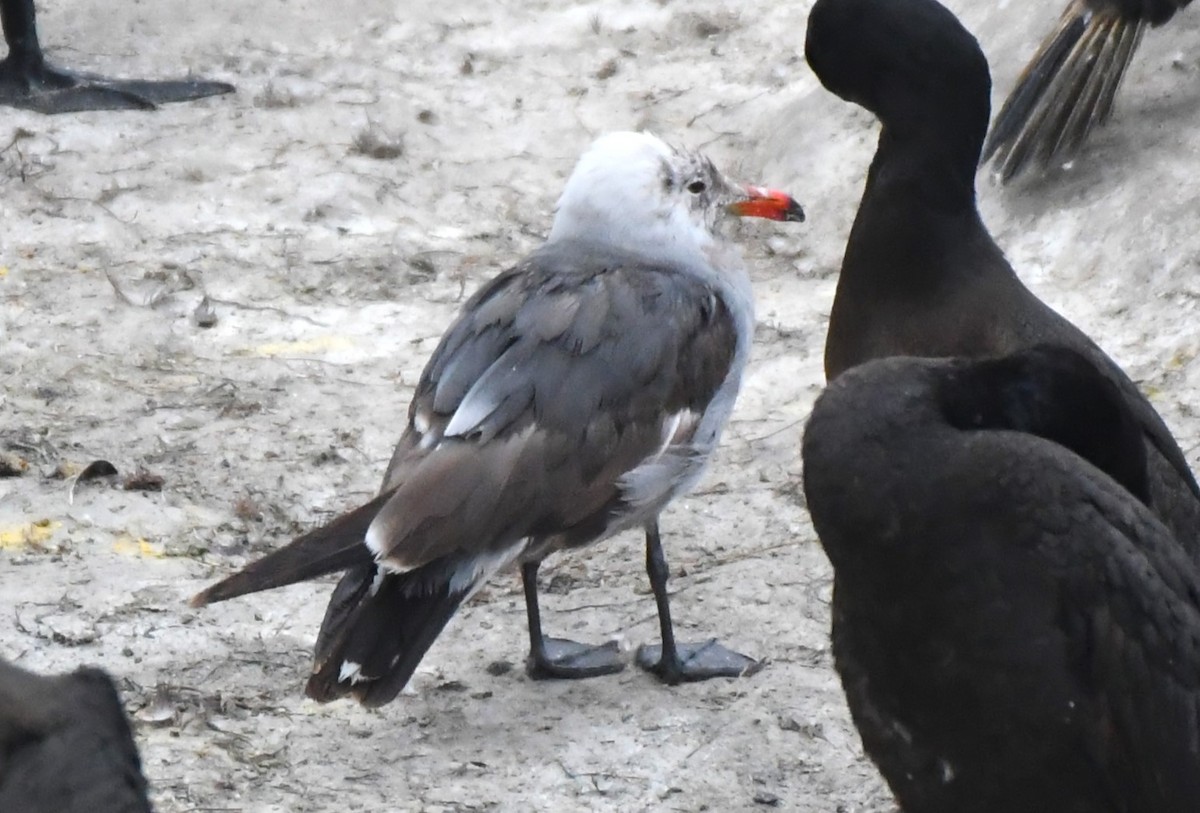 Heermann's Gull - ML620656502