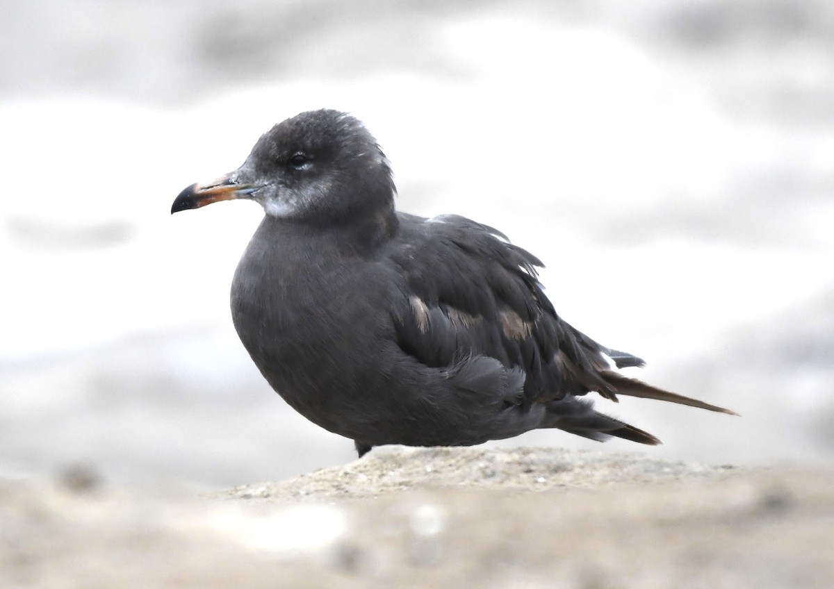 Heermann's Gull - ML620656503