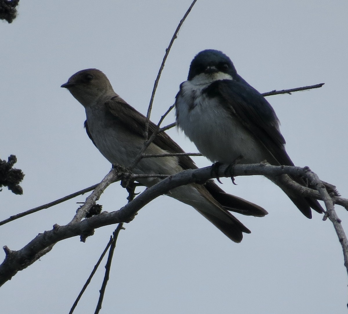 Northern Rough-winged Swallow - ML620656508