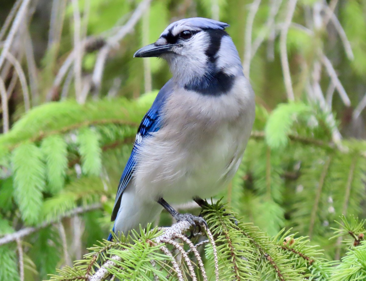 Blue Jay - ML620656509