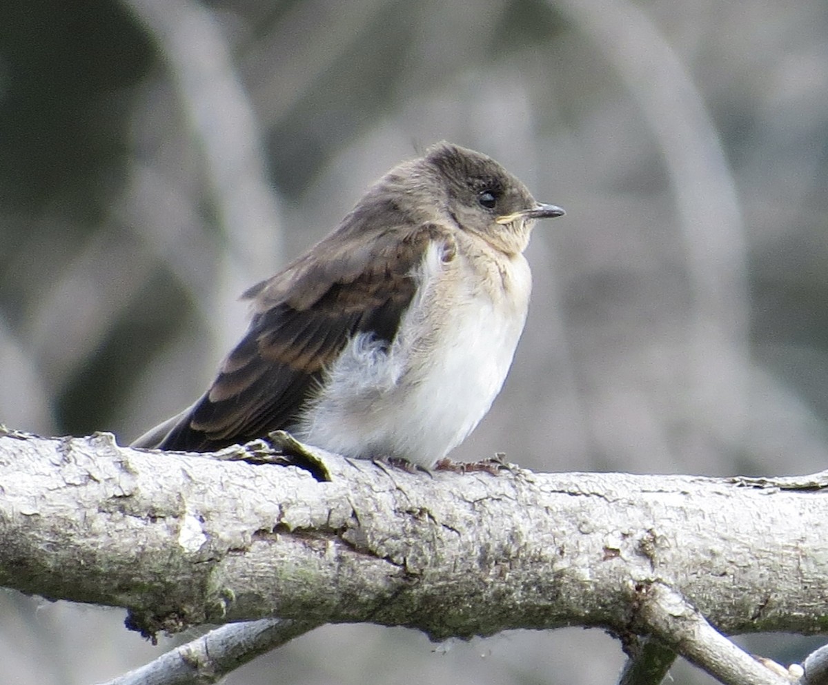 Northern Rough-winged Swallow - ML620656510