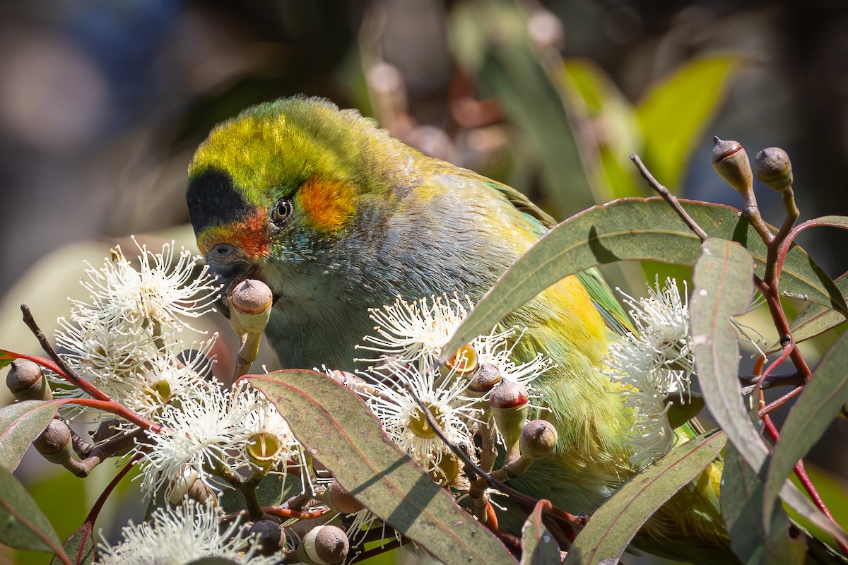 Purple-crowned Lorikeet - ML620656511