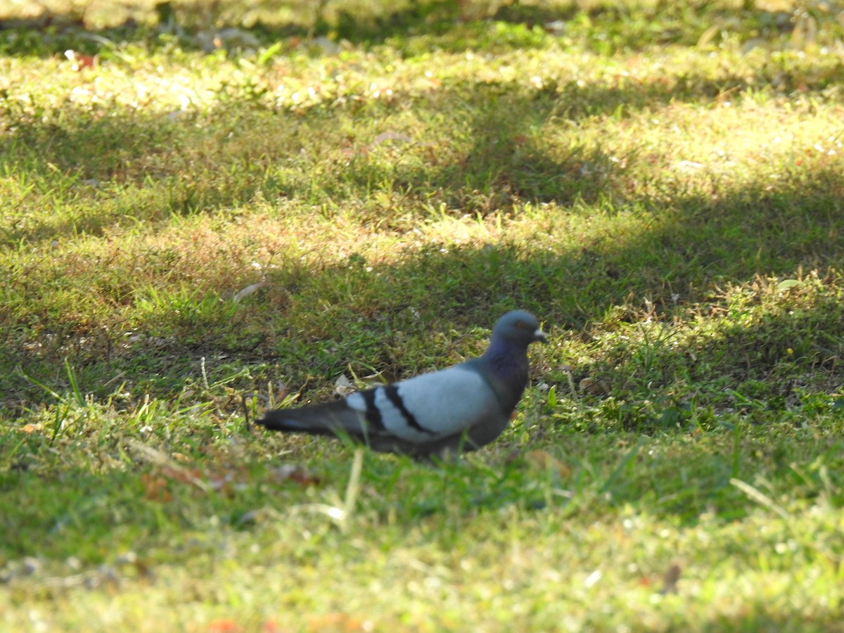 Pigeon biset (forme domestique) - ML620656514