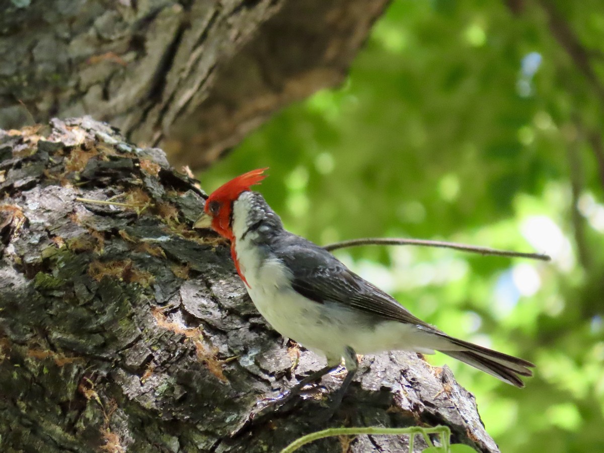 Red-crested Cardinal - ML620656517