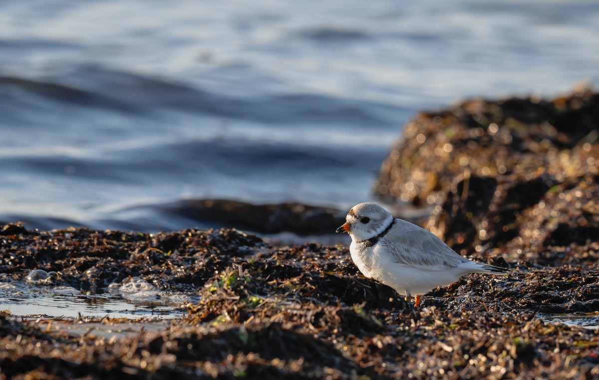 Piping Plover - ML620656519