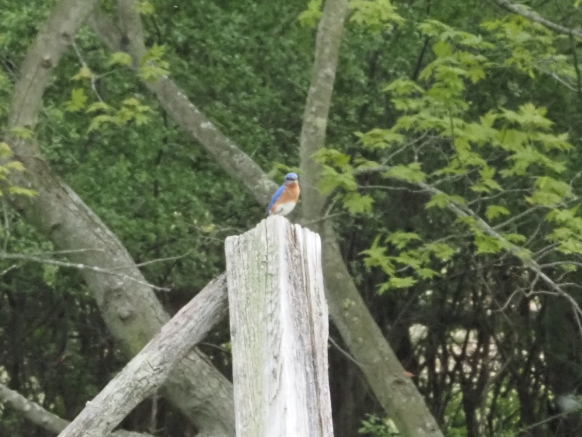 Eastern Bluebird - ML620656521