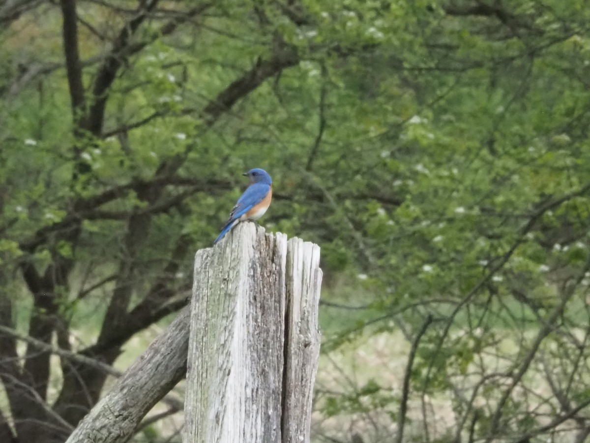 Eastern Bluebird - ML620656522