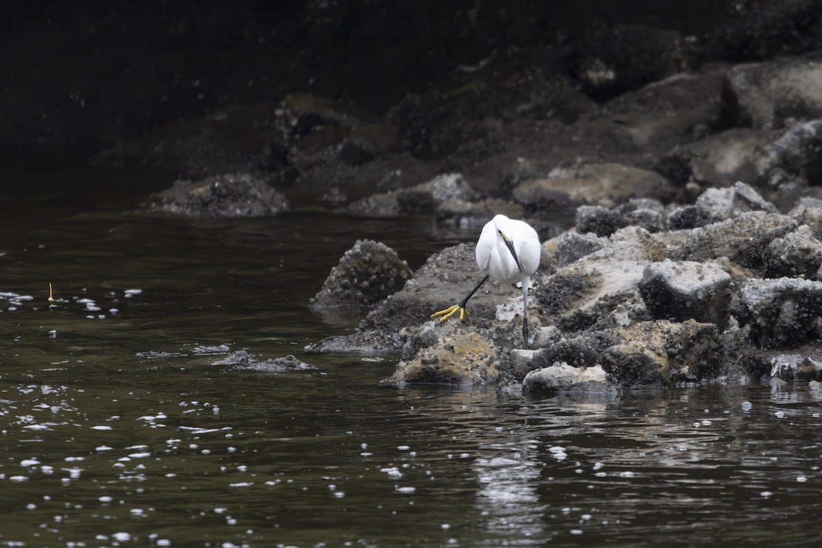 Little Egret - ML620656528