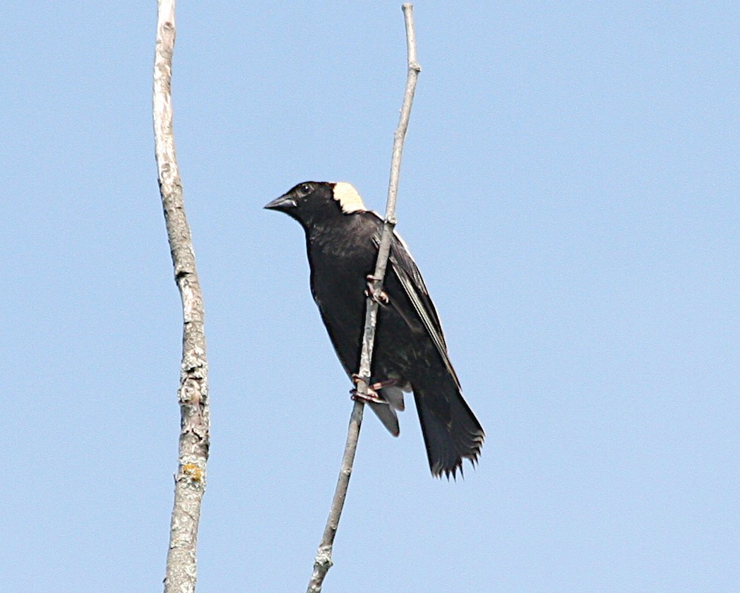 Bobolink - ML620656529