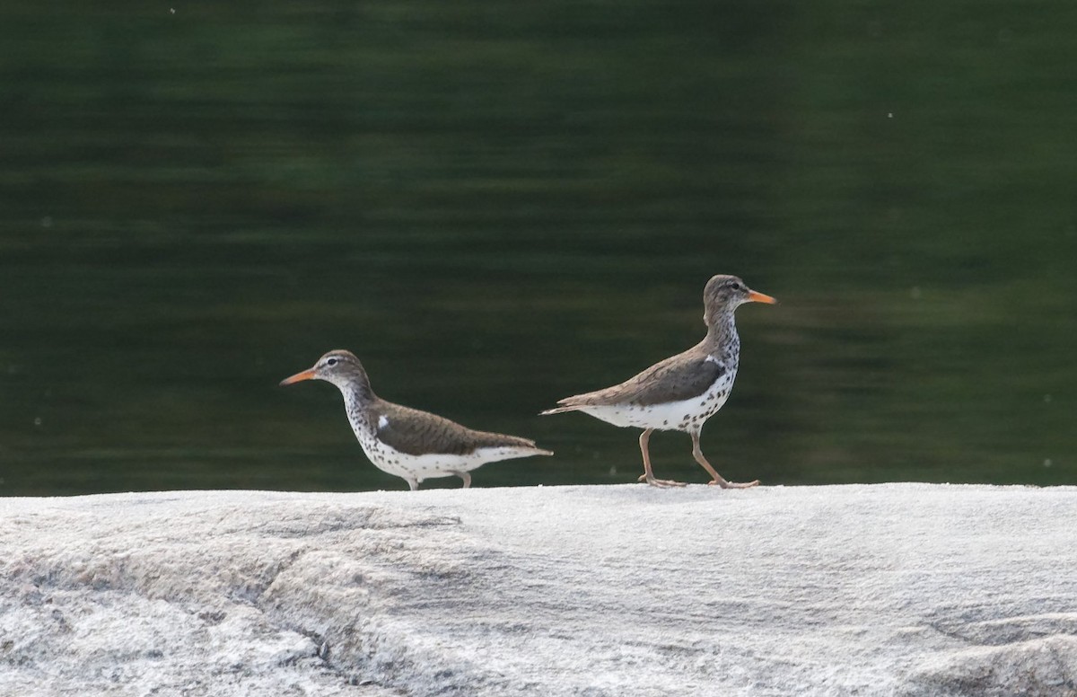 Spotted Sandpiper - ML620656531