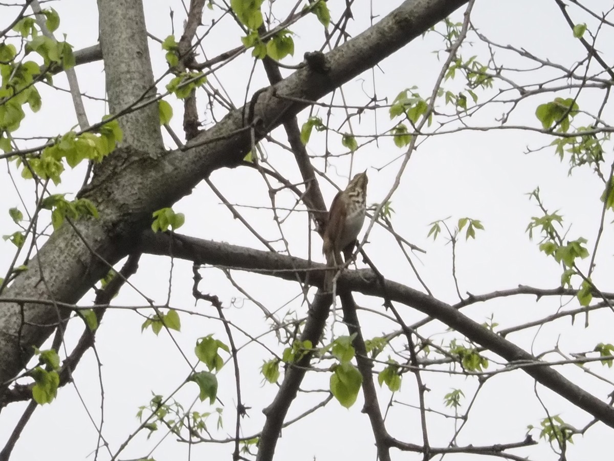 Hermit Thrush - Bob Maddox